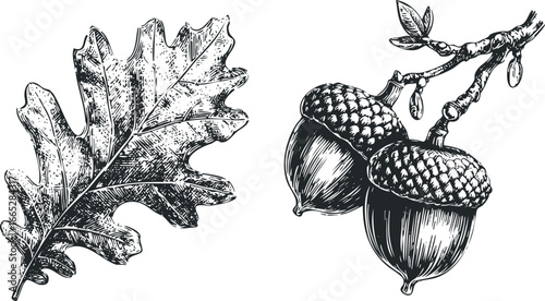 Detailed linocut style oak leaf and acorns on branch