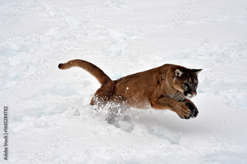 mountain loin in snow
