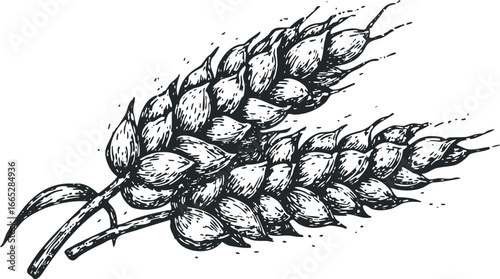 Hand Drawn Black and White Wheat Stalks on White Background