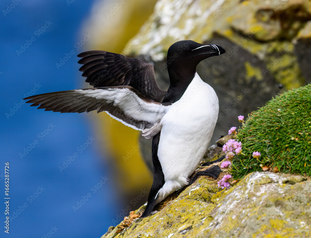 Obraz premium Razorbill Spreading Wings on Rocky Coastal Habitat