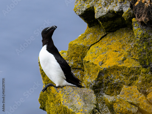 Foto Razorbill Perched on Rocky Cliffside by the Ocean