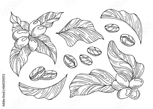 Hand Drawn vector illustration featuring coffee fruits on a branch with leaves and roasted coffee beans, showcasing the journey from nature to the perfect brew, organic shapes.