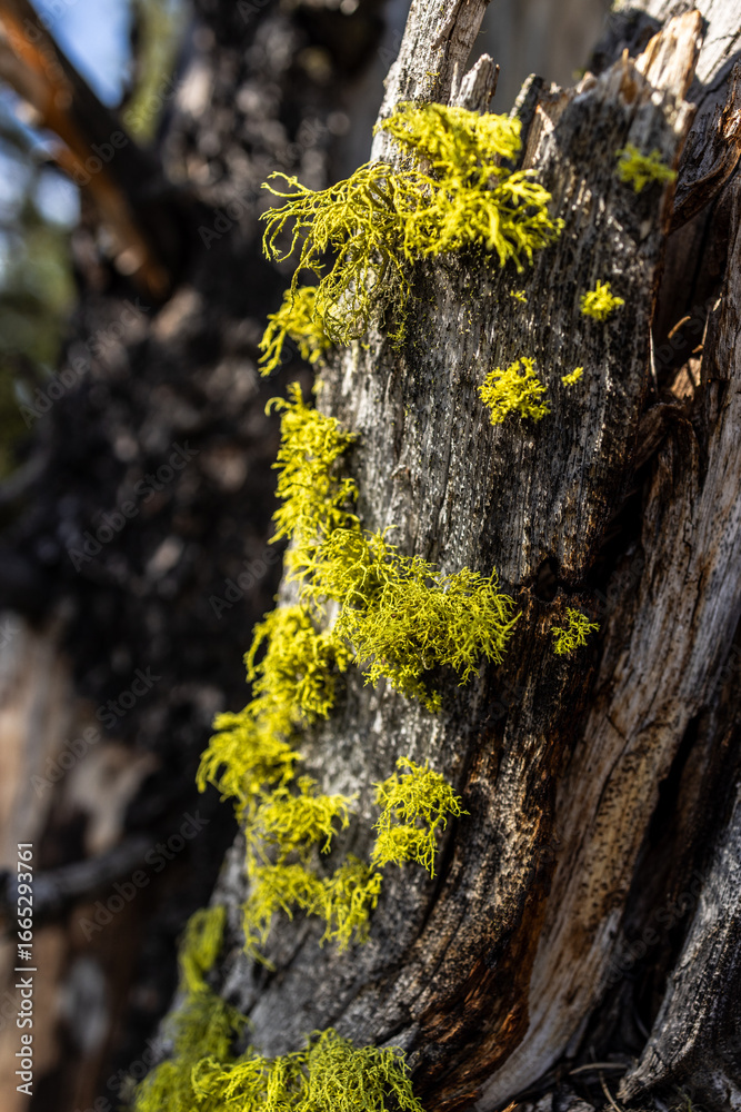 Obraz premium Close-Up of Yellow Moss on a Tree in a Forest Landscape