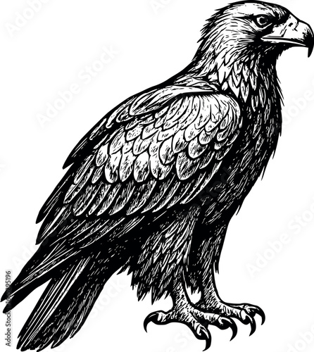 Hand-drawn sketch of Golden eagle (Aquila chrysaetos), monochrome black ink, vector, isolated on white background