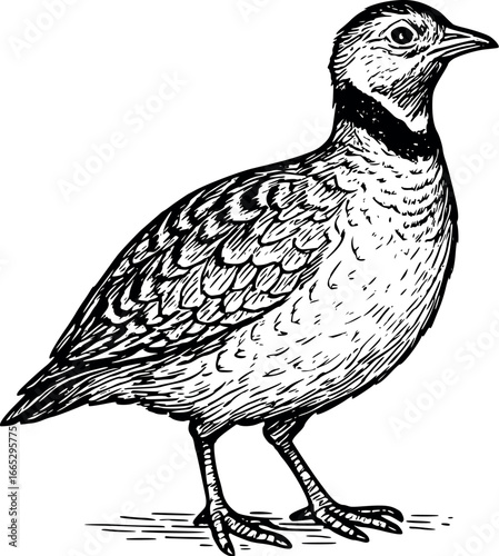Hand-drawn sketch of Meadow partridge (Tetrax tetrax), monochrome black ink, vector, isolated on white background