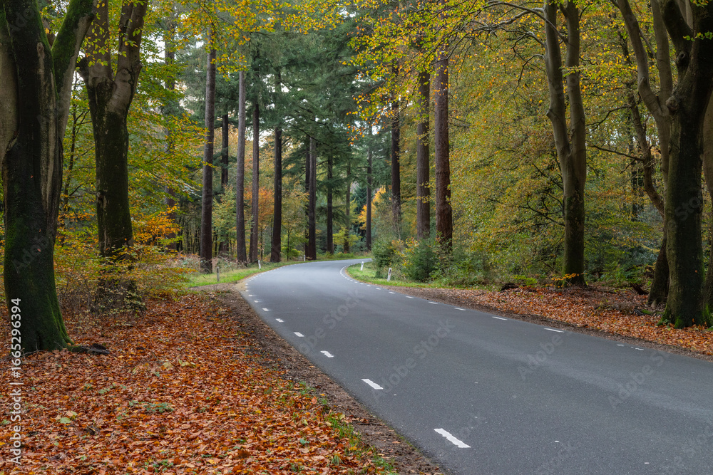 Obraz premium Narrow paved road through a forest area with deciduous and coniferous trees in autumn.