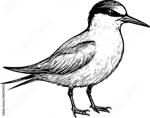 Hand-drawn sketch of Tern (Sternula albifrons), monochrome black ink, vector, isolated on white background