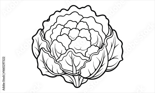 Cauliflower t shirt design silhouette and vector line art, detailed illustration for adult coloring, perfect for stress relief, printable art therapy and relaxation activities.