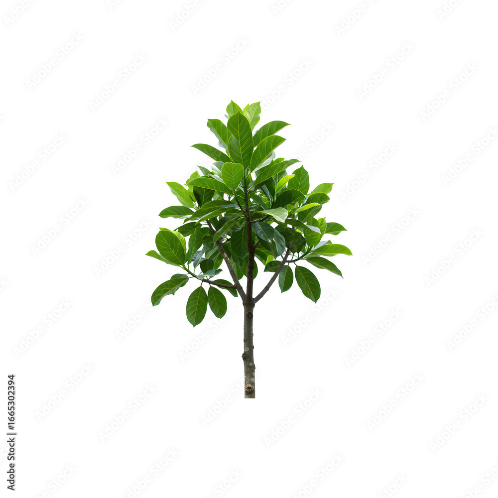 Obraz premium Small green ornamental plant tree, perfect for gardening themes, eco campaigns, home décor visuals and fresh nature-inspired branding