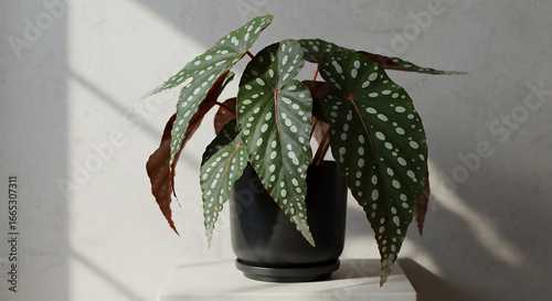 Elegant Polka Dot Begonia Maculata, a stunning Air-Purifying Indoor Plant with unique white spots and red underside, perfect for modern home decor