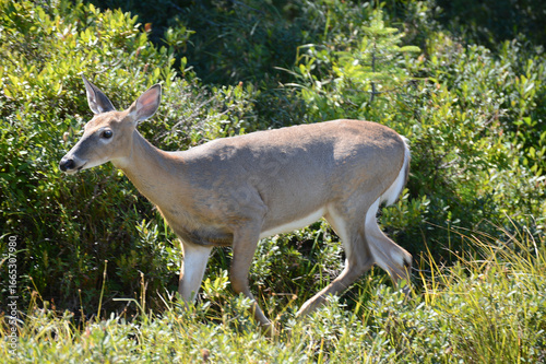 fawn in the field 