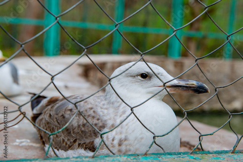 Beautiful small duck living in the zoo