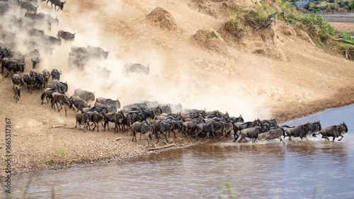 Great Migration in der Masai Mara, Kenia