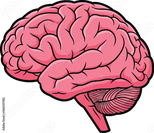 Detailed illustration of a human brain, symbolizing thought, intelligence, and learning