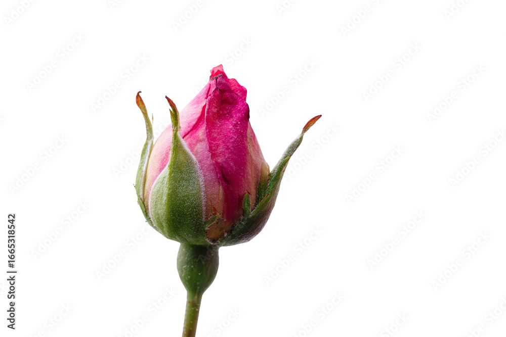 Fototapeta premium Pink rose bud, isolated on white transparent background