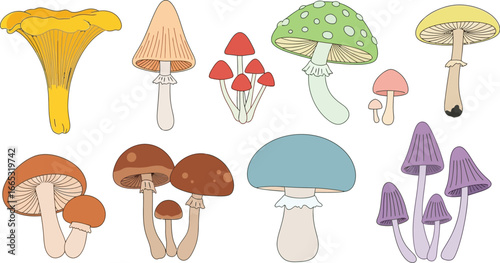 Assortment of colorful and diverse mushroom varieties on a white background, illustrating nature's bounty.