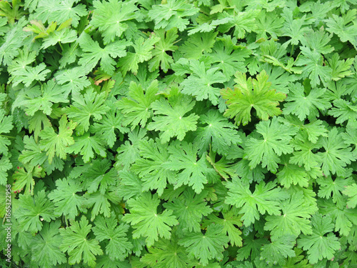 green leaves of large-rooted geranium (Geranium macrorrhizum)