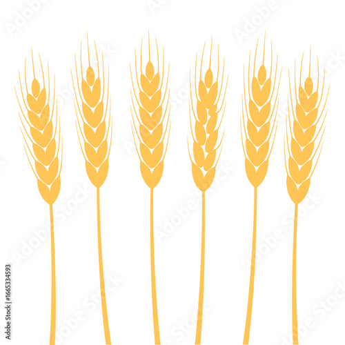 Golden wheat stalks isolated on white background perfect for agriculture farming and baking industries showcasing harvest season