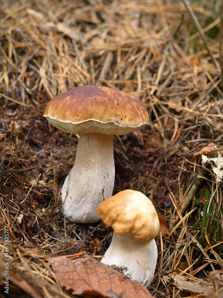 two boletus mushrooms on the ground close-up two boletus mushrooms on the ground close-up