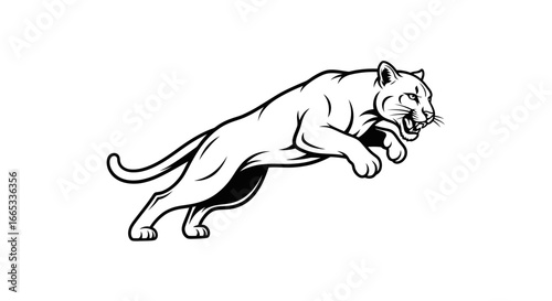 Aggressive cougar or puma leaping forward in a dynamic pose