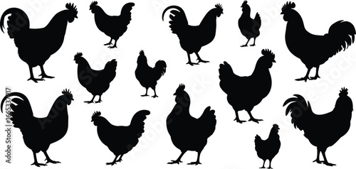 Chicken silhouette, rooster silhouette, hen silhouette, poultry vector, farm animal clipart, livestock graphic design, domestic fowl illustration, agriculture bird art, black animal shape