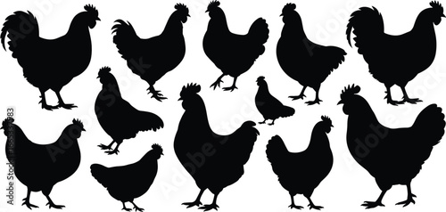 Chicken silhouette, rooster silhouette, hen silhouette, poultry vector illustration, farm animal design, livestock clipart, bird outline graphic, agriculture symbol, domestic fowl art