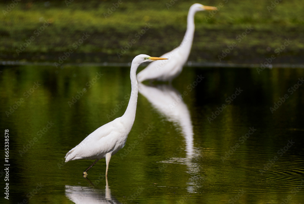 Naklejka premium A great egret hunts on the lake.