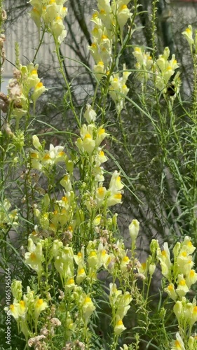 Tilt down shot of butter and eggs attracting bees