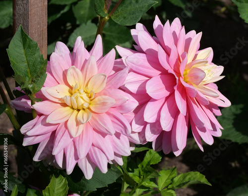Bel Amour dahlia - A beautiful shot of two pink and yellow dahlia flowers blooming side-by-side in a garden