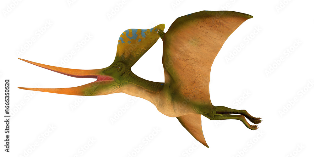 Fototapeta premium Colorful Pterodactyl soaring through the sky.
