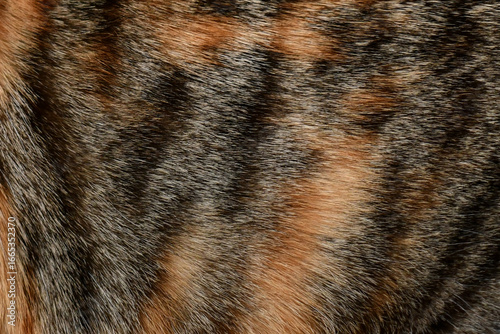 Принти на полотні Cat fur texture background