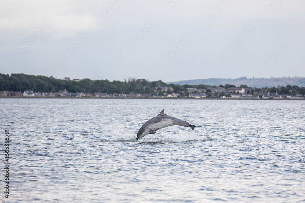 Obraz premium a dolfin jumping out of the water
