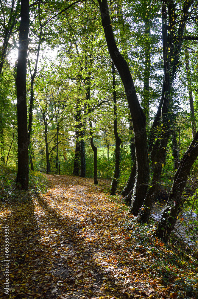 Obraz premium path in the forest