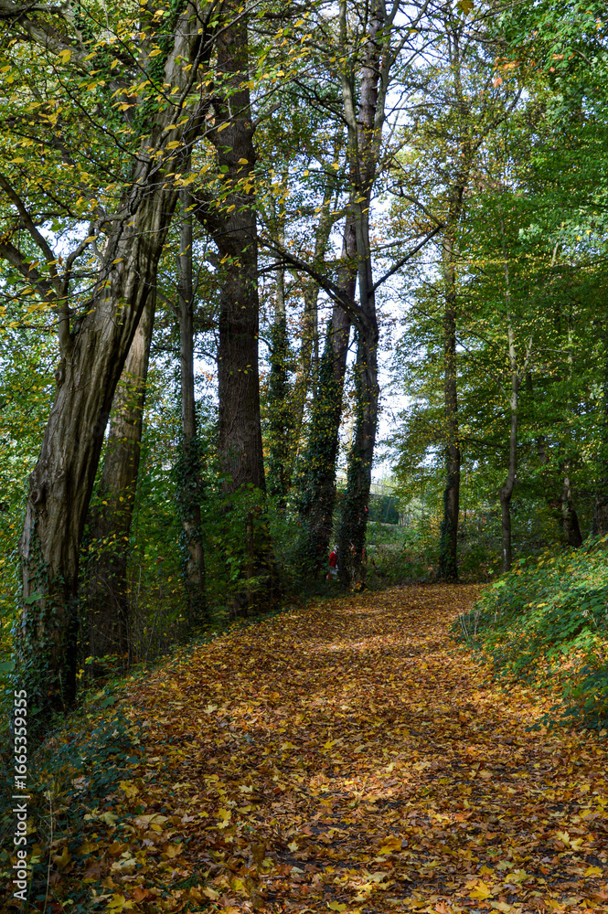 Obraz premium path in autumn forest