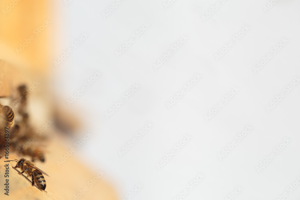 Obraz premium Flying honey bee isolated on white background for flyer or label