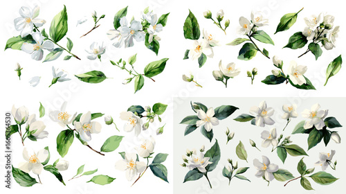 Beautiful watercolor jasmine flowers with green leaves. Perfect for wedding invitations, packaging design, floral patterns, and nature-themed artwork.