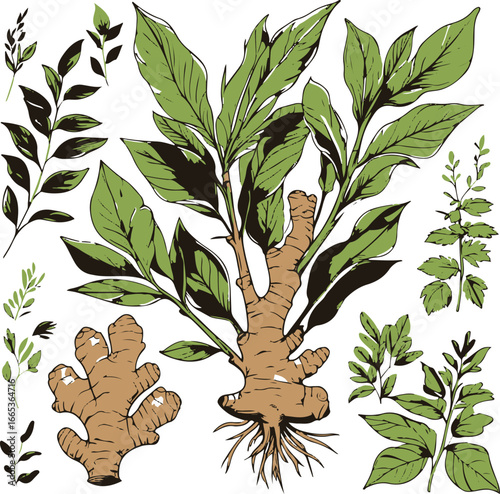 Ginger plant botanical vector set, hand drawn line art, bold and smooth strokes, roots and leaves used for culinary and medicinal purposes, minimalistic design 3