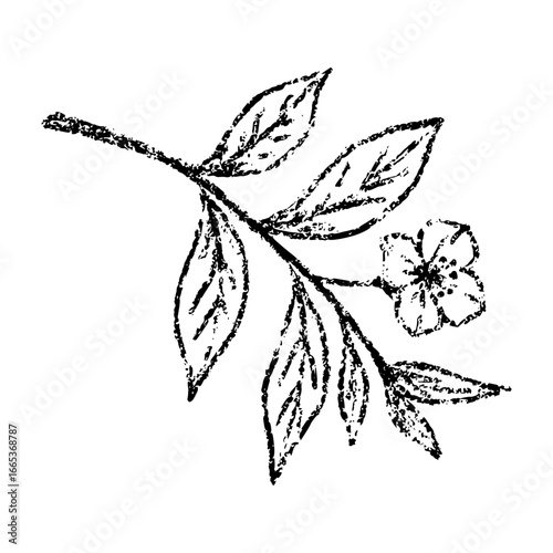 Sketch crayon aroma spicy and cosmetic plant branch of tea tree illustration. Hand drawn scribble doodle beauty or medical plant, flavor aromatic. Pencil texture vector design element for label, tag.