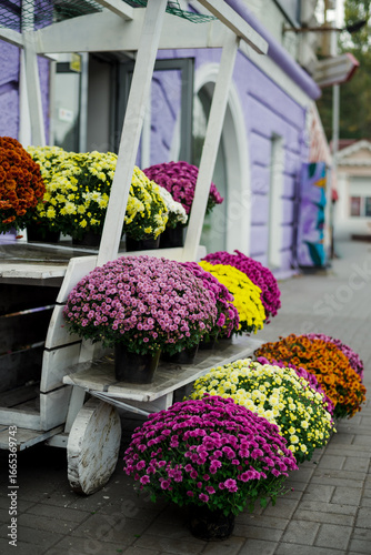 Beautiful multi-coloured multi-tiered flower bed of chrysanthemums on a clear day
