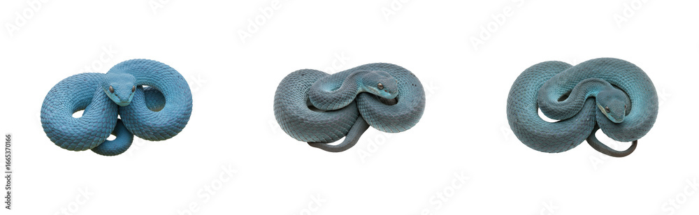 Obraz premium Intriguing twisted snakes intertwined exotic location animal natural setting wildlife concept isolated set png