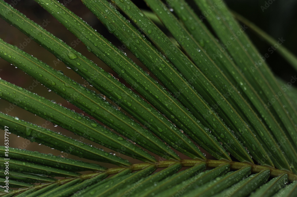 Obraz premium planta verde tropical molhada pela chuva 