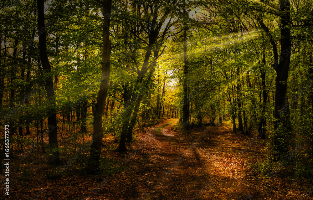 Obraz premium Broad leaf trees forest at spring daylight