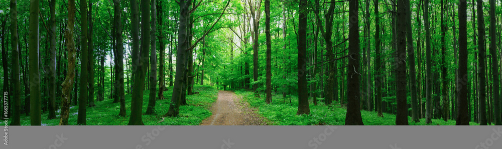 Fototapeta premium Broad leaf trees forest at spring daylight