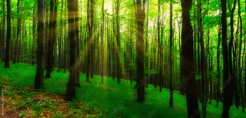 Obraz premium Broad leaf trees forest at spring daylight