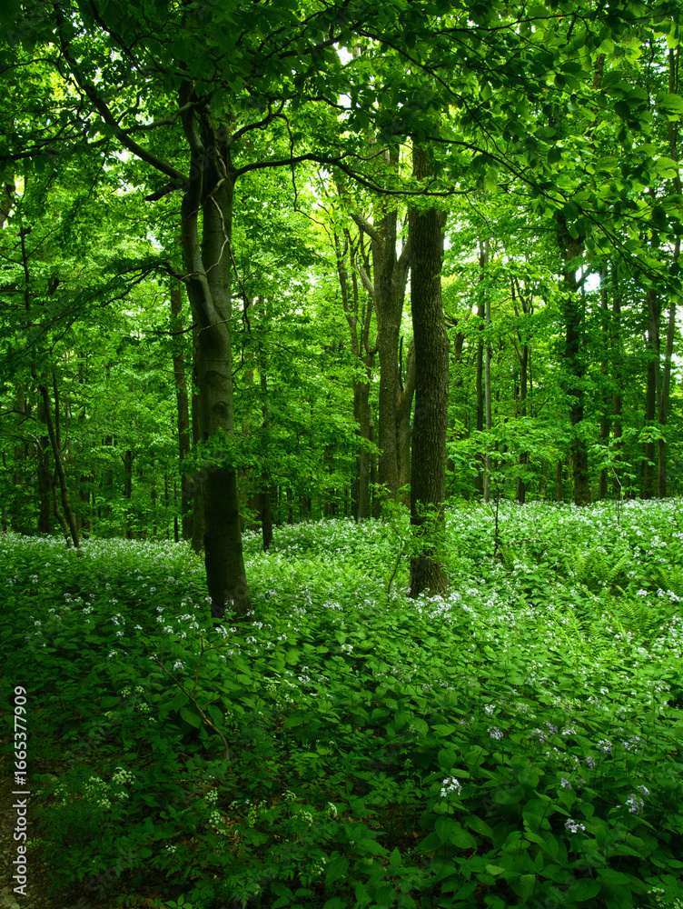 Obraz premium Broad leaf trees primeval forest at spring daylight