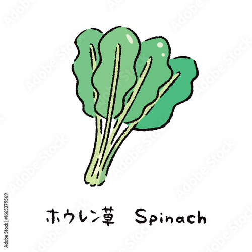 手描きのほうれん草2_名称入
