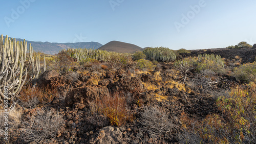 Sukulenty, rośliny na polach lawowych Malpaís de Guimar Teneryfa