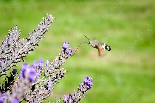Fotografie Hummingbird Hawk-Moth (Macroglossum stellatarum) feeding in flight from lavender, common species in Czech nature