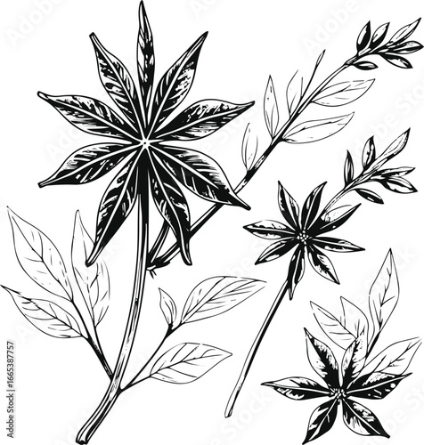 Hand sketched star anise plant vector set, minimalistic black line art, star-shaped pods and leaves, perfect for spice packaging and cosmetic design