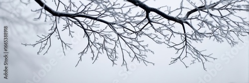 Frost-covered Branches Stretch Against a Misty Gray Sky in a Tranquil Winter Landscape Showcasing the Beauty of Nature
